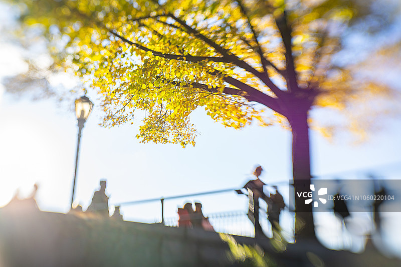 10月24日，美国纽约，一棵秋色树伫立在中央公园水库旁。图片素材