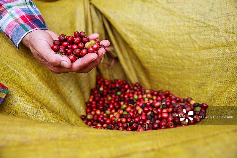 咖啡浆果与农家。图片素材
