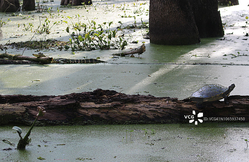 路易斯安那州马丁湖的乌龟和短吻鳄图片素材