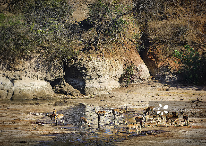 黑斑羚在津巴布韦的玛纳池的泉水中饮水图片素材