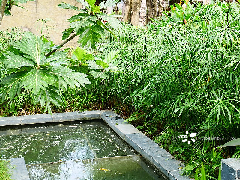 美丽的绿色亚洲花园，美丽的植物图片素材