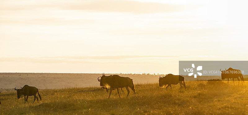 肯尼亚马赛马拉，美丽晨曦中的角马图片素材