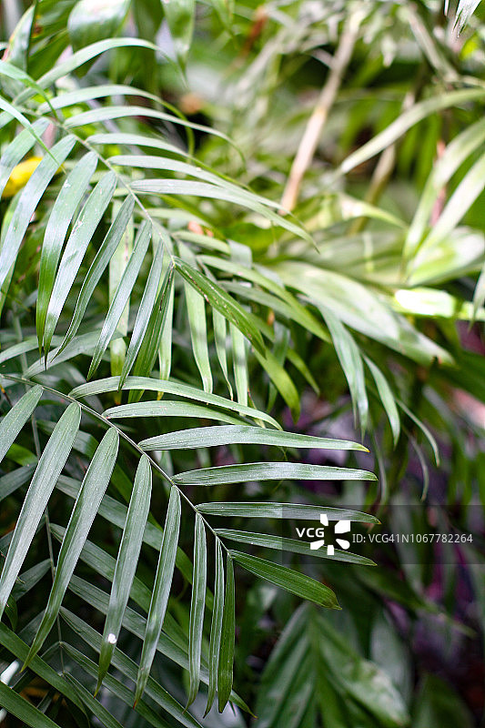 棕榈叶，热带绿叶背景图片素材