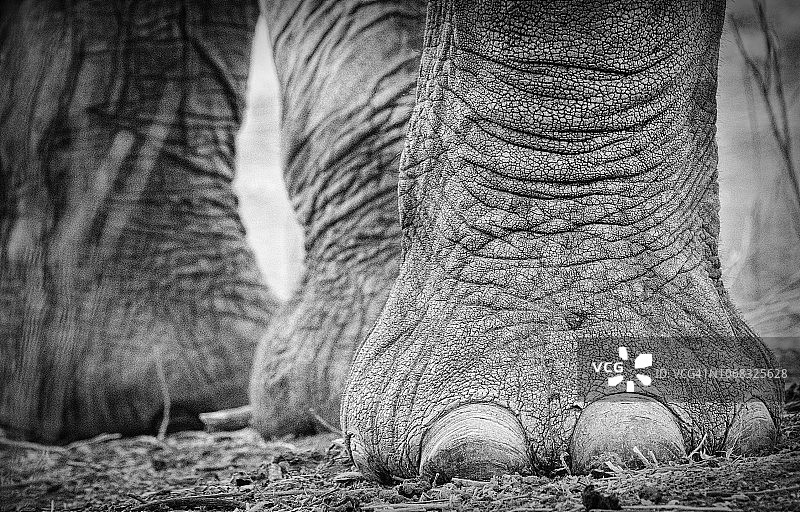 津巴布韦马纳池大象脚的特写图片素材