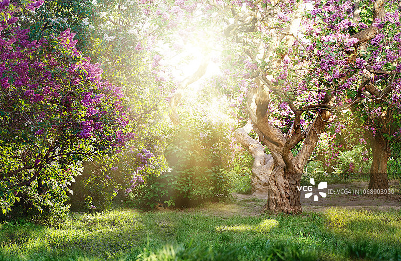 美丽的风景与老丁香树盛开在花园里。明亮阳光下的丁香树图片素材