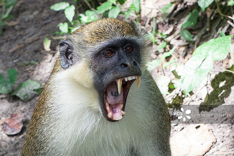 猴子打哈欠，尖牙图片素材