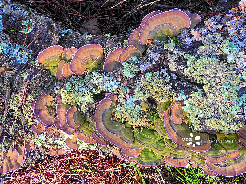 紫齿Polypore(双形毛状毛)图片素材