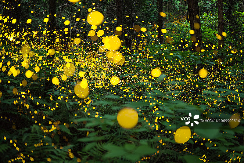 萤火虫在日本森林中发光，展示生物发光的自然奇观图片素材