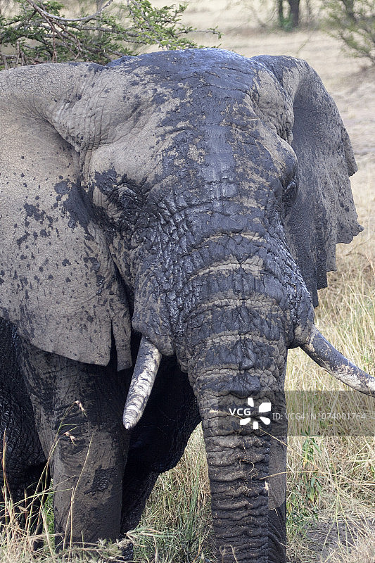 泥覆盖非洲象特写图片素材