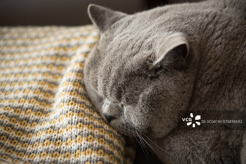 英国短毛猫在黄色毯子上睡觉的特写图片素材