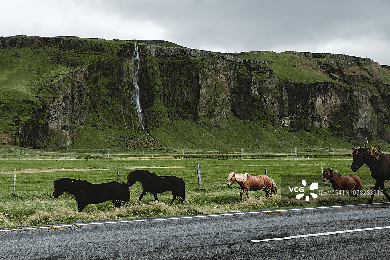 马在冰岛图片素材