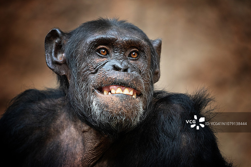 普通黑猩猩的肖像图片素材