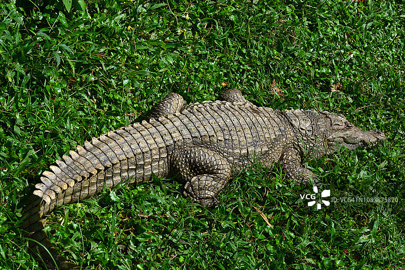 放松的尼罗河鳄鱼在草地上图片素材