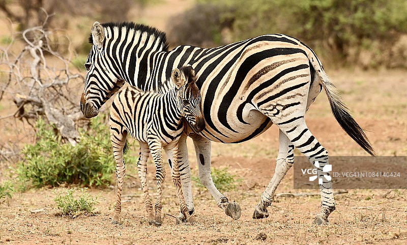 在非洲，年轻的野生斑马靠向它的妈妈图片素材