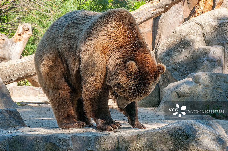 欧亚棕熊侧视图图片素材