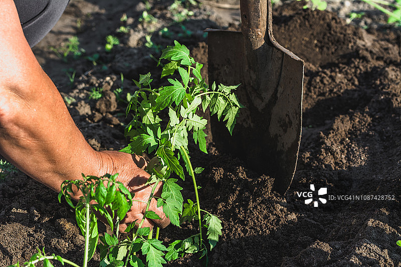 农民在土壤上种西红柿苗。在农场或有机菜园中种植蔬菜，春季园艺图片素材