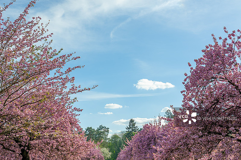 蓝天下的樱桃树图片素材