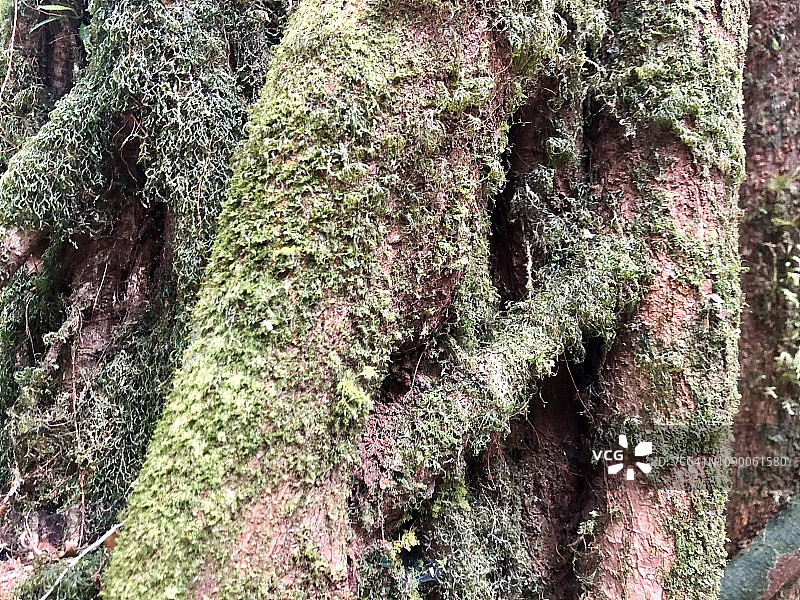 树根和树木上的苔藓和蕨类植物。图片素材