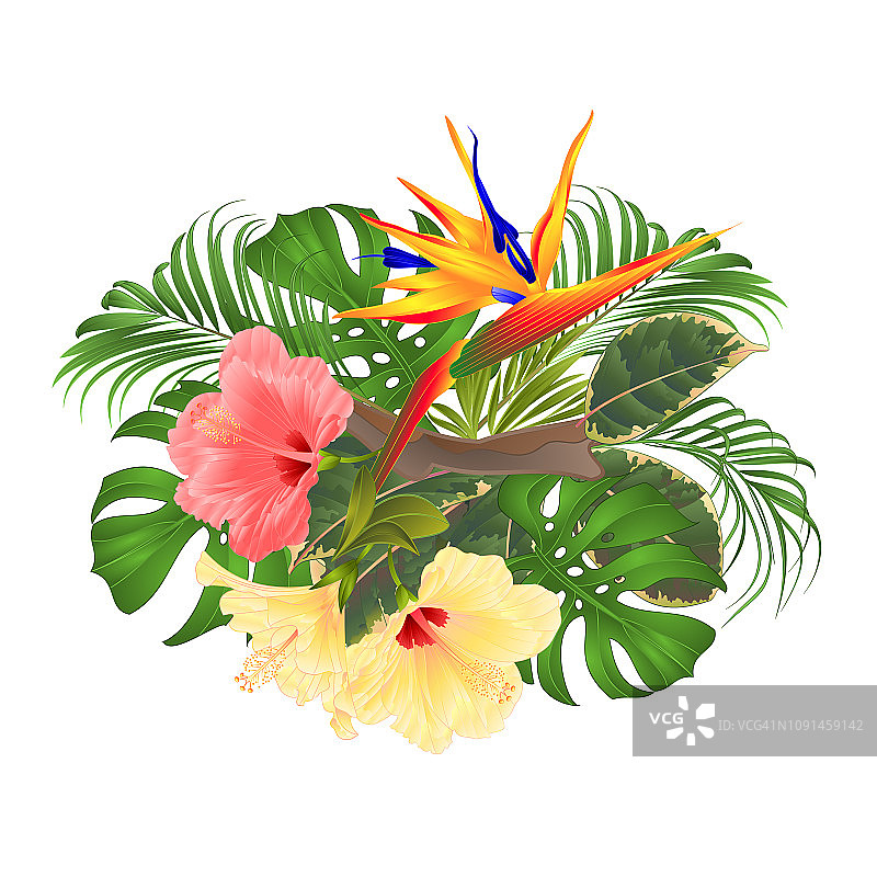 花束与热带花卉花卉安排与美丽的粉红色和黄色的木槿和Strelitzia palm,philodendron和榕树复古矢量插图编辑图片素材