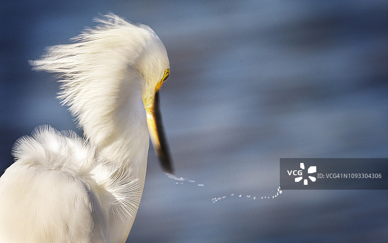 在佛罗里达州迈尔斯堡海滩，白鹭用水滴写字的可爱图片图片素材