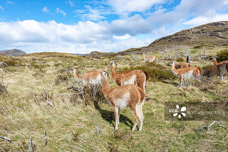 智利托雷斯·德·潘恩国家公园的大羊驼图片素材