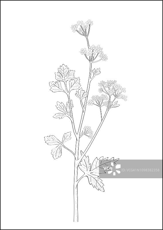 芹菜植物的黑白数字插图图片素材