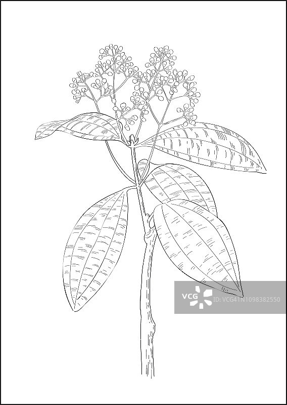 黑白数字桂皮植物插图图片素材