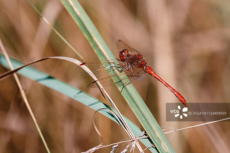 草地上的红蜻蜓(红色的飞镖)图片素材