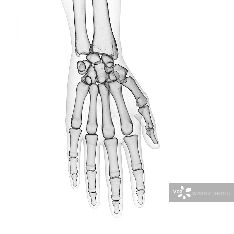 手指骨骼的插图图片素材