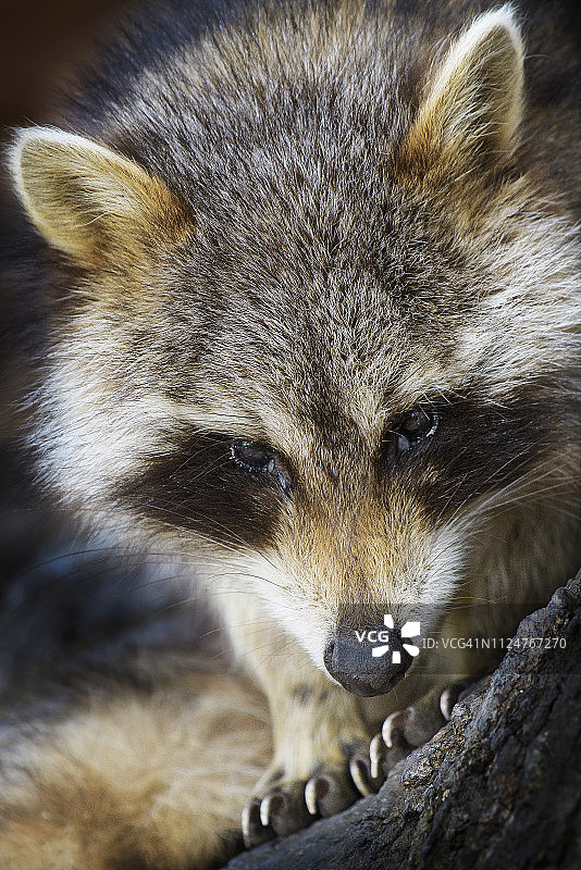 长岛考姆塞特州立公园，可爱的浣熊头和爪子图片素材