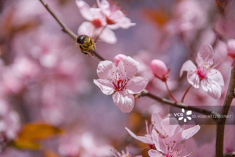 一只蜜蜂在一棵樱花树上盘旋图片素材