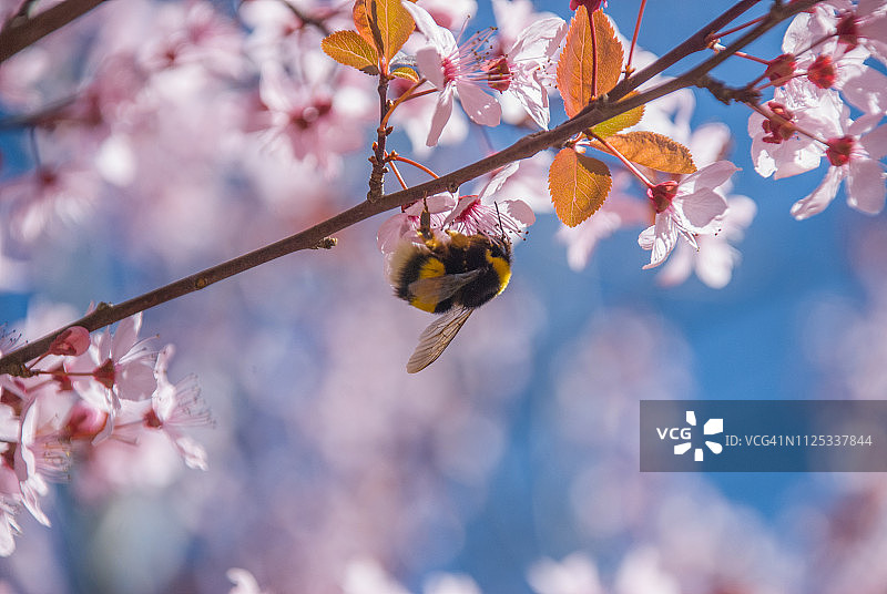 大黄蜂在樱花树上图片素材