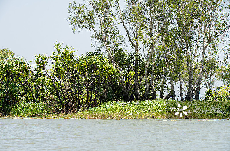 热带湿地植物群:比拉邦图片素材