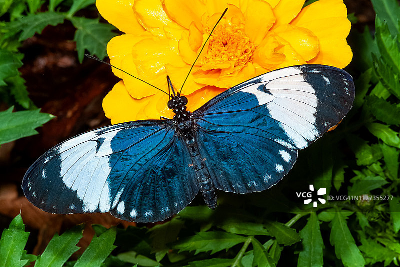 赫利科尔纽斯·西德诺-西德诺长翼蝴蝶图片素材