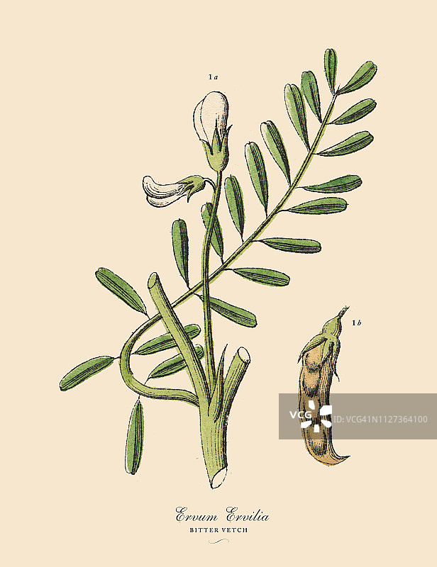 苦Vetch，豆类，维多利亚植物学插图图片素材
