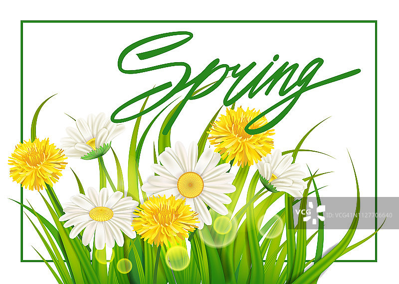清新的春天多汁的洋甘菊和蒲公英的花和绿色的草。春天的手写字体。矢量，模板，插图，孤立图片素材