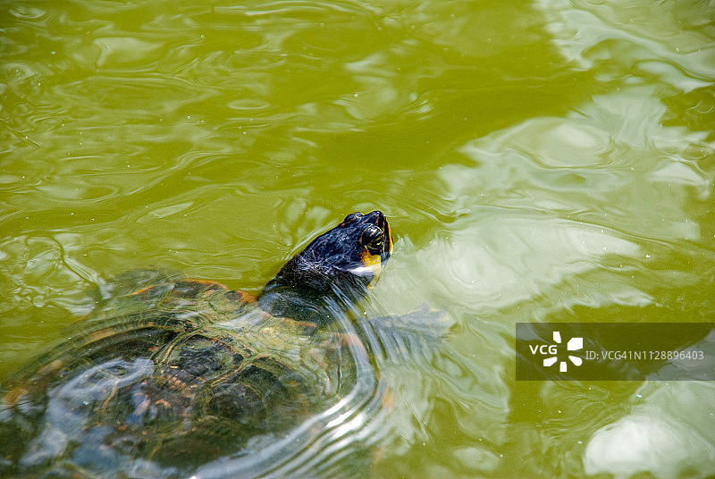乌龟在绿色的湖里游泳图片素材