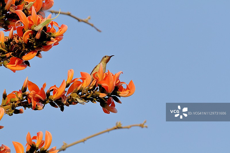 橄榄树太阳鸟喜欢珊瑚树图片素材