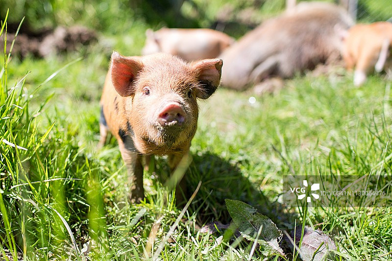 正面视图的棕色小猪在绿色的围场在一个阳光明媚的日子图片素材
