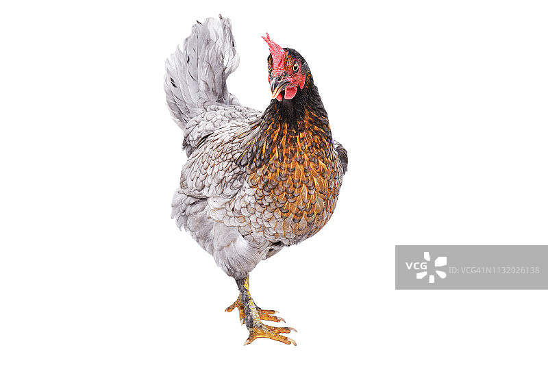 一只灰色的鸡孤立地站在白色的背景上图片素材