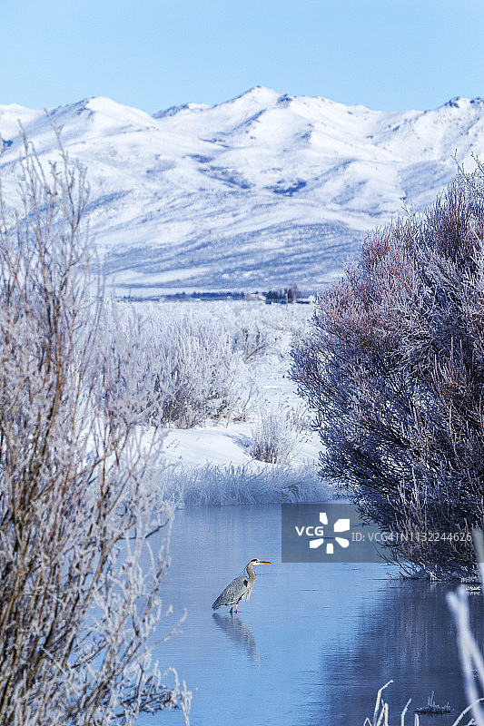 冬天在爱达荷州贝尔维尤的苍鹭图片素材