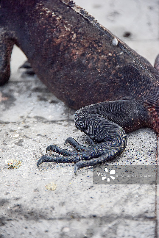 海鬣蜥的后腿图片素材