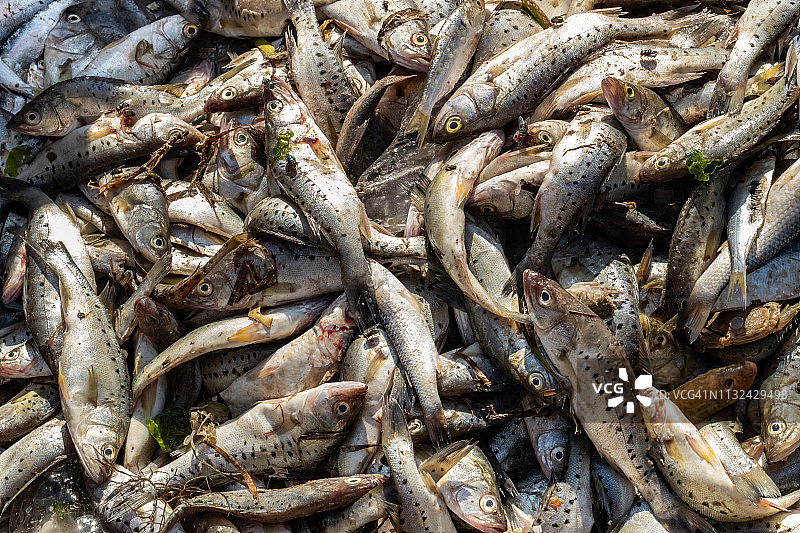 鲜鱼和海鲜在鱼市场图片素材