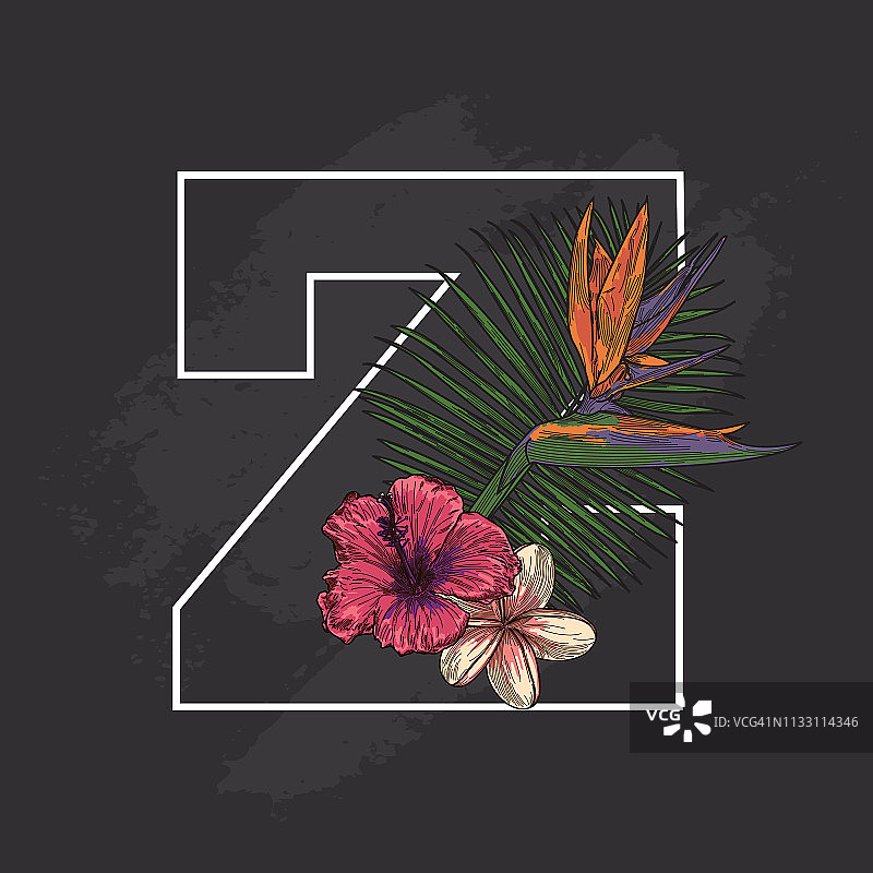 黑板热带植物花卉滴帽Z图片素材