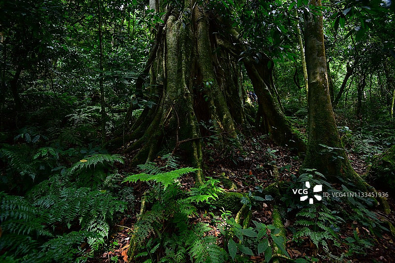 热带雨林的景色图片素材