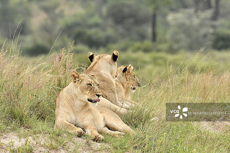 南非野生狮子的骄傲图片素材