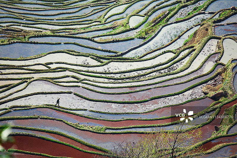中国农民在梯田中用水牛犁犁地图片素材