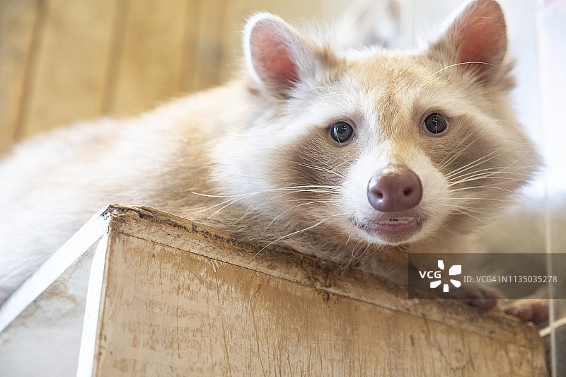 可爱的小浣熊躺在木盒子里看着相机图片素材