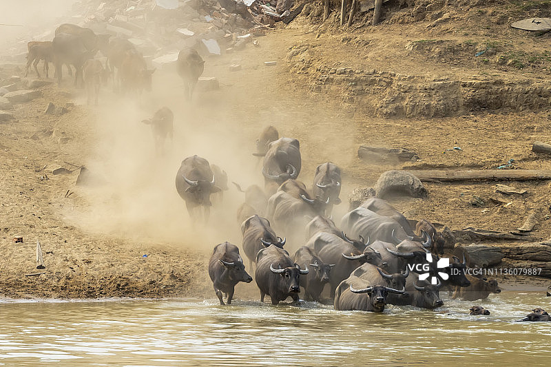 牛和水牛成群地过河图片素材