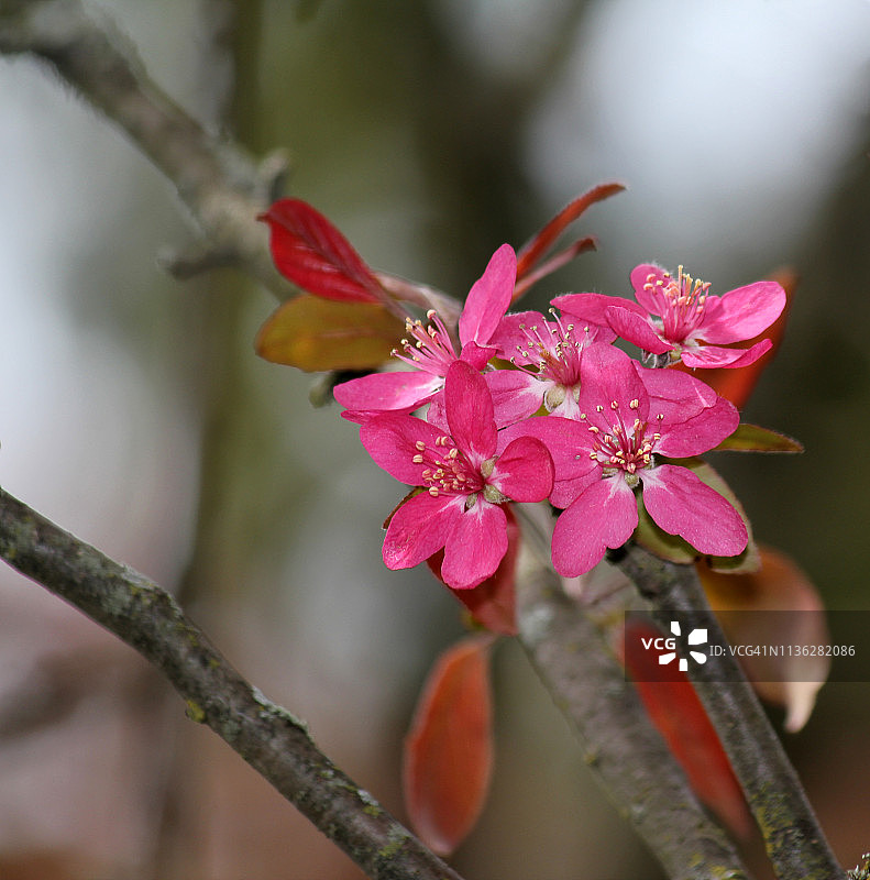 春天的时候，树枝上有粉红色的花——海棠花图片素材